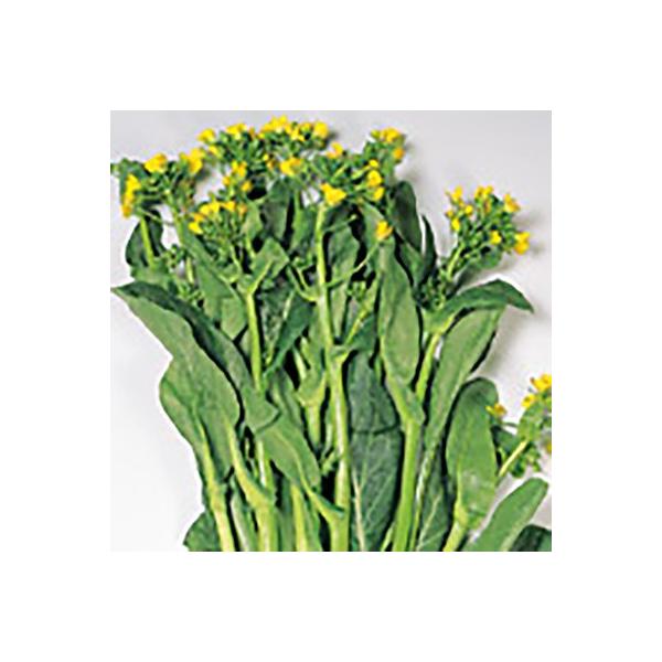 ؂̎/q I[^|G  20mli[֔jTJ^̃^l c