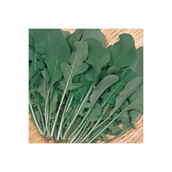 野菜の種/種子 オデッセイ ロケット・ルッコラ 10ml（メール便発送）サカタのタネ 種苗