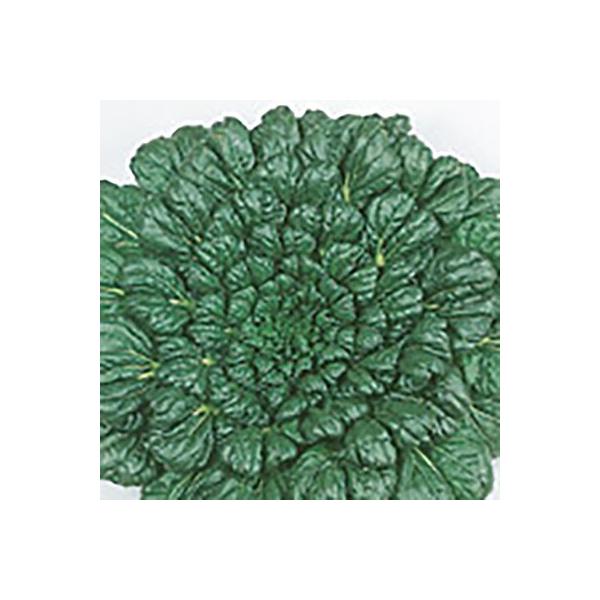 野菜の種/種子 緑彩二号 タァツァイ 20ml（メール便発送）サカタのタネ 種苗