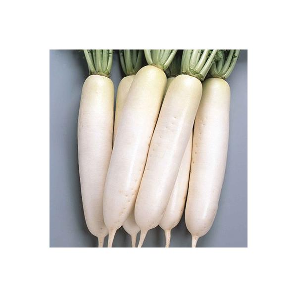 野菜の種/種子 夏の守 大根 ペレット5000粒（大袋）サカタのタネ 種苗