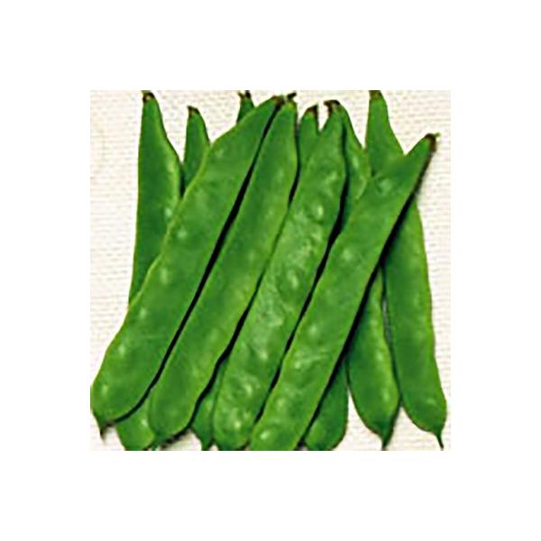 ؂̎/q Wr[m 邠肢񂰂 1Li܁jTJ^̃^l c