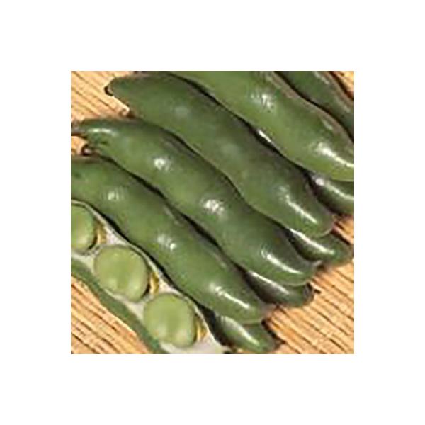 野菜の種/種子 打越緑一寸 そら豆 1dl（メール便発送）サカタのタネ 種苗