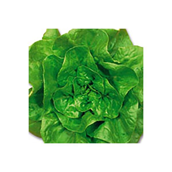 野菜の種/種子 サマーグリーン サラダ菜 5ml（メール便発送）サカタのタネ 種苗