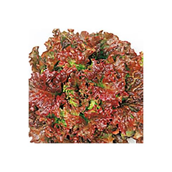 ؂̎/q bhEF[u Tj[^X 3mli[֔jTJ^̃^l c