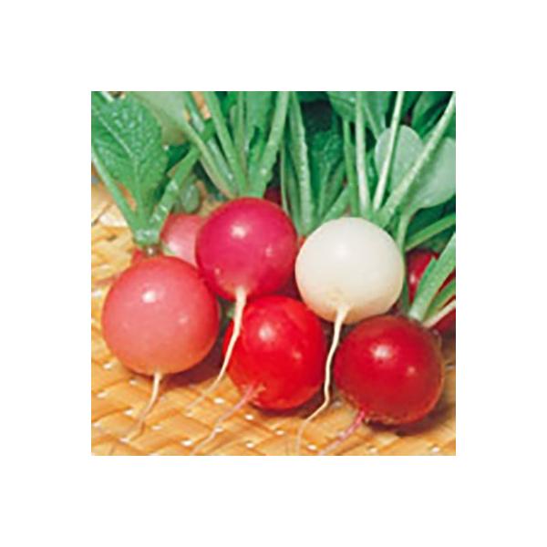 野菜の種 種子 夏の守（なつのかみ）・大根 5.5ml（メール便発送）サカタのタネ 種苗 