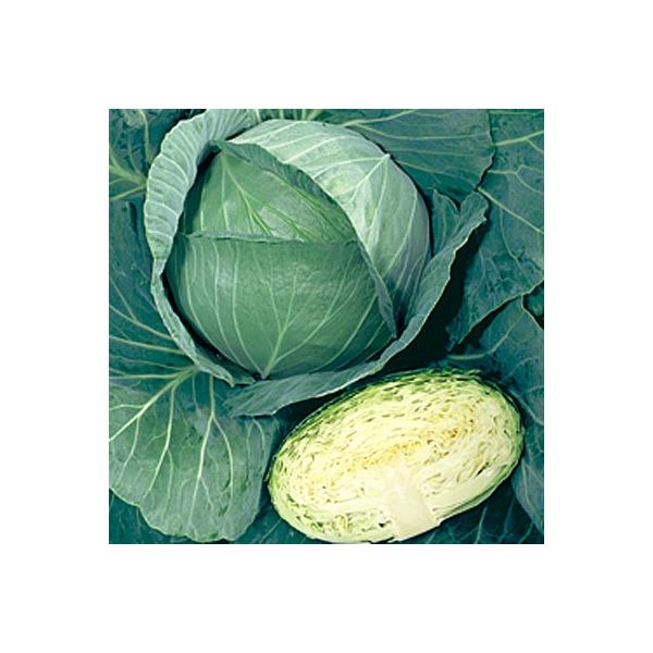 野菜の種/種子 涼音 キャベツ 2000粒（メール便発送）タキイ種苗