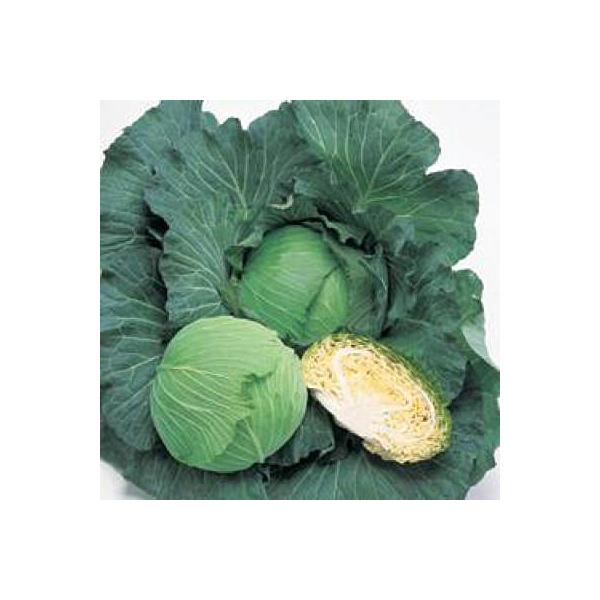 ؂̎/q  Lxc 2000i[֔j^LCc