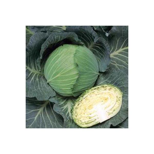野菜の種/種子 夢ごろも 1.1ml（メール便発送）タキイ種苗
