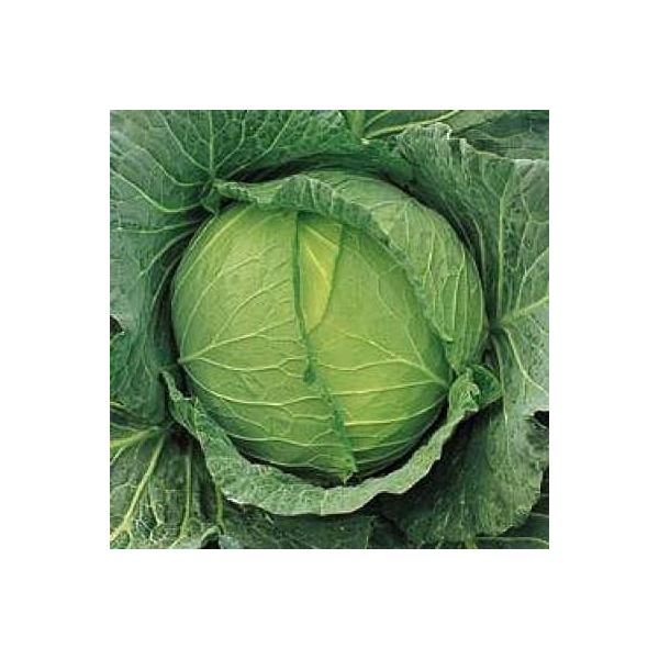 ؂̎/q lGn Lxc 2000i[֔j^LCc