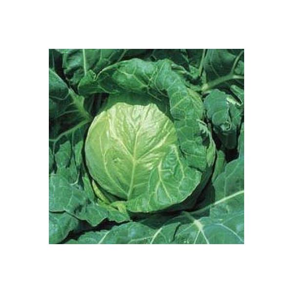 ؂̎/q kЂ 1.8mli[֔j^LCc