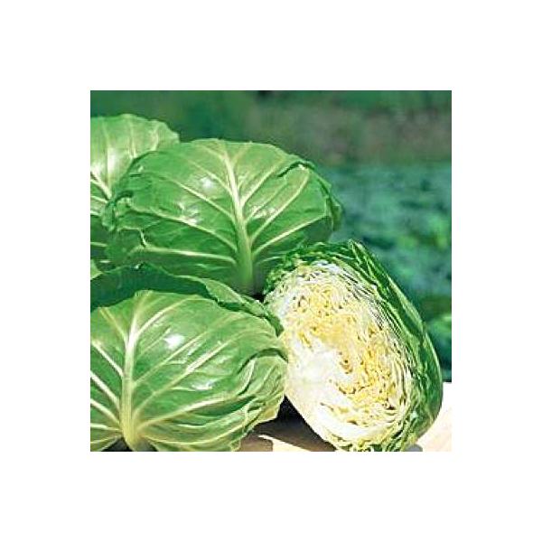 ؂̎/q Ă̂ق 1.1mli[֔j^LCc