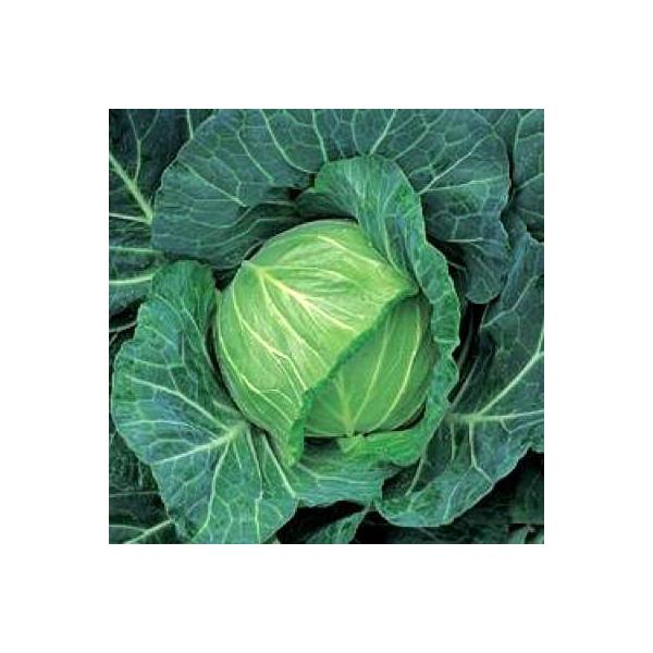 ؂̎/q YRt 1.2mli[֔j^LCc