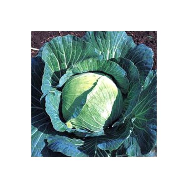 ؂̎/q YRV Lxc 2000i[֔j^LCc