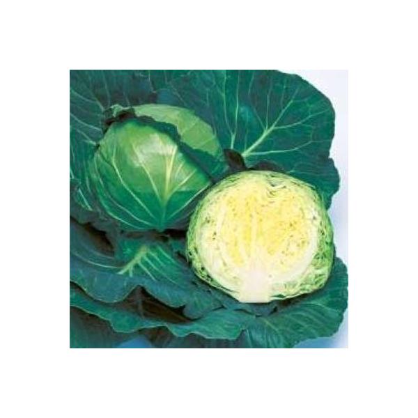 ؂̎/q Wk Lxc 2000i[֔j^LCc