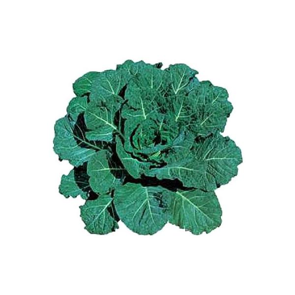 ؂̎/q nCNbvER[h 20mli[֔j^LCc