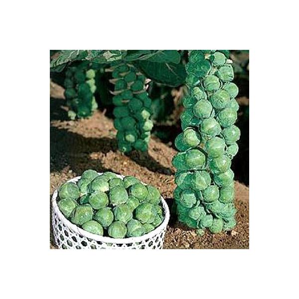 ؂̎/q qELxc 1.8mli[֔j^LCc