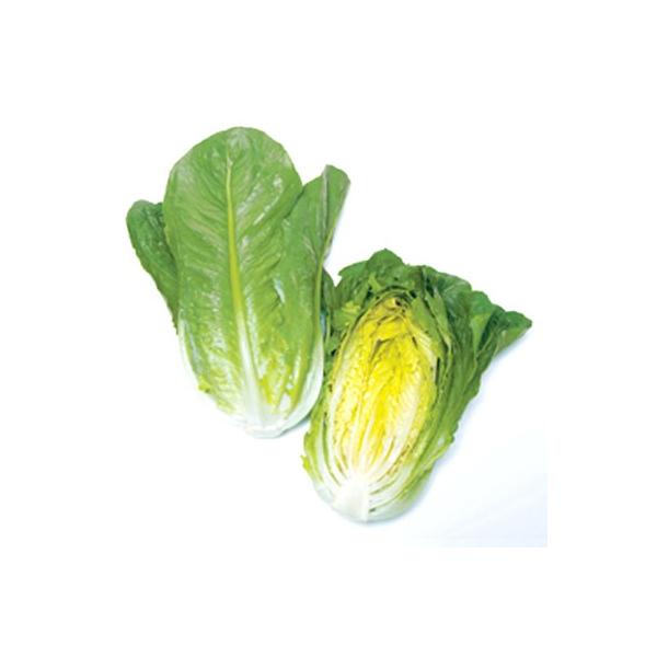 野菜の種/種子 ロマリア（ロメインレタス）・レタス 5000粒（大袋