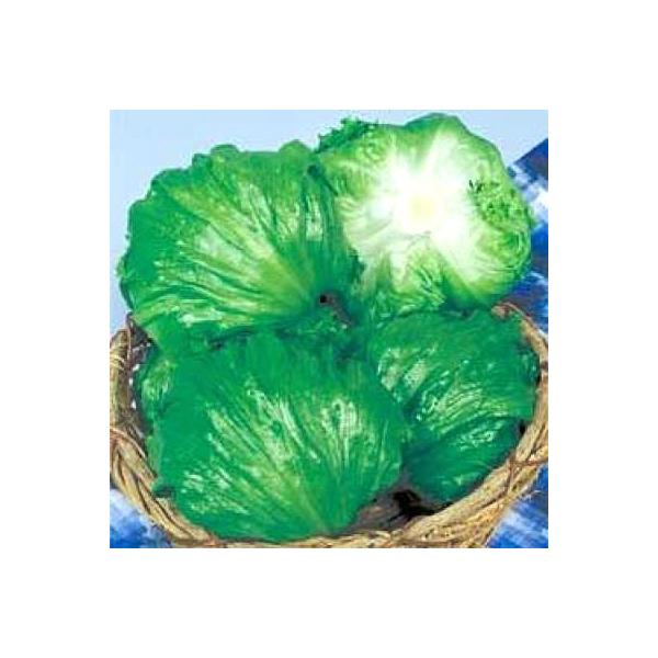 ؂̎/q TEU[E^X @ybg5000i܁j^LCc