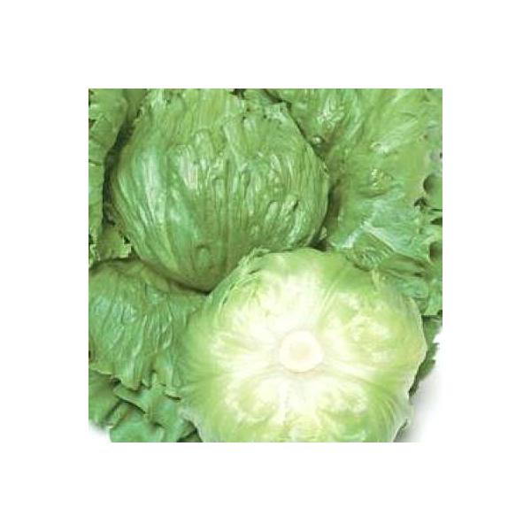 野菜の種/種子 パスポート・レタスペレット 5000粒（大袋）タキイ種苗