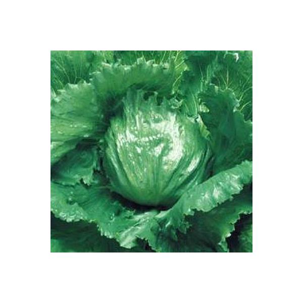 野菜の種/種子 サーマルスター・レタス 5000粒（大袋）タキイ種苗