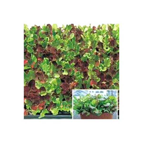 ؂̎/q K[fxr[E[t^X~bNX 1.8mli[֔j^LCc