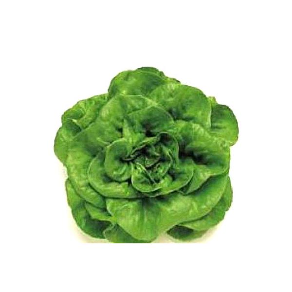 ؂̎/q RT_؁ET_i 20mli[֔j^LCc