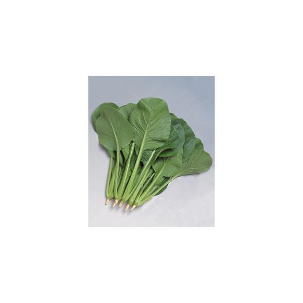 ؂̎/q yVER}ci  ܂ 2dli[֔/܁j^LCc