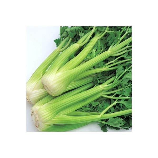 セロリ 苗 種の人気商品 通販 価格比較 価格 Com