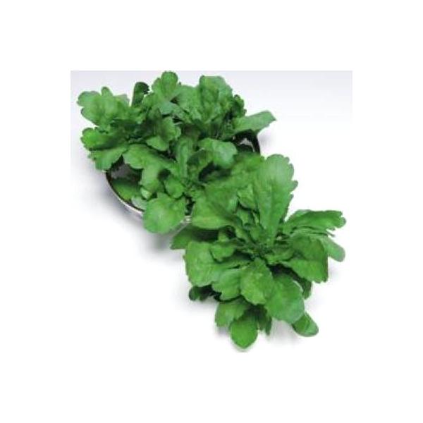 ؂̎/q eV teEVMN 25mli[֔j^LCc