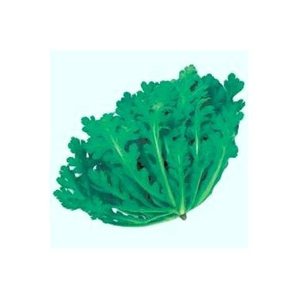 ؂̎/q eY teEVMN 1Li܁j^LCc