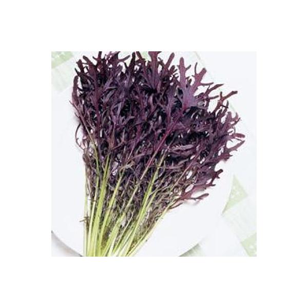 カラシナ 種の人気商品 通販 価格比較 価格 Com