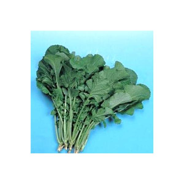 カラシナ 種の人気商品 通販 価格比較 価格 Com