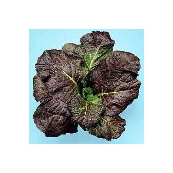 ؂̎/q ԑt؁E 1dli[֔j^LCc