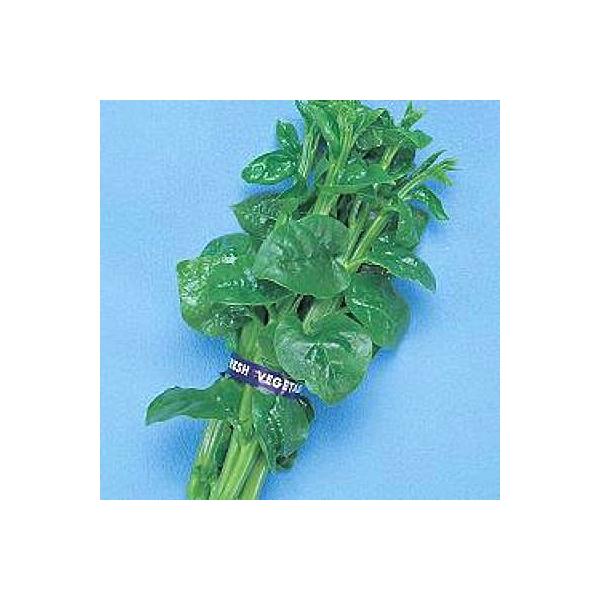 ؂̎/q ނ炳iΌsjE 1dli[֔j^LCc