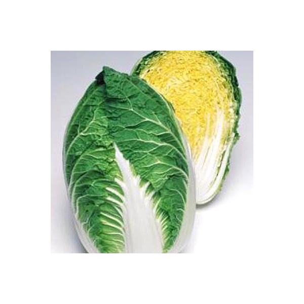 ؂̎/q 65EnNTCE 5000i܁j^LCc