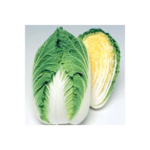 野菜の種/種子 晴黄85・ハクサイ・白菜 100粒（メール便発送）タキイ種苗