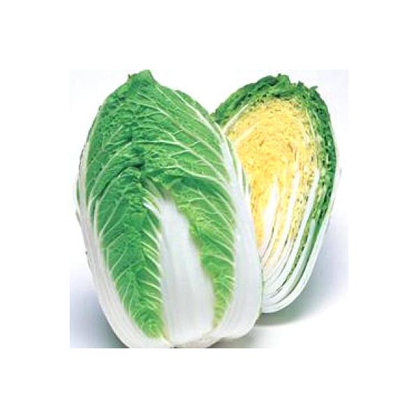 ؂̎/q ڂ85EnNTCE 20mli[֔j^LCc