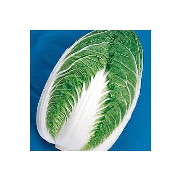 ؂̎/q ϕaZ\EnNTCE 20mli[֔j^LCc