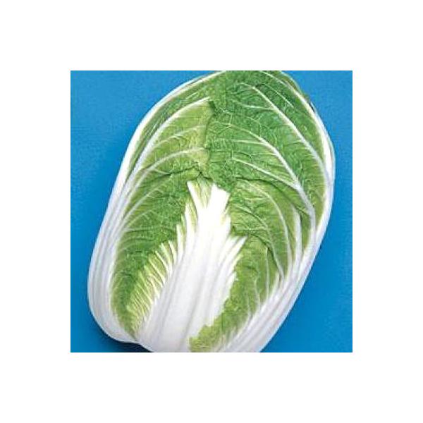 ؂̎/q ~EnNTCE 2.2mli[֔j^LCc