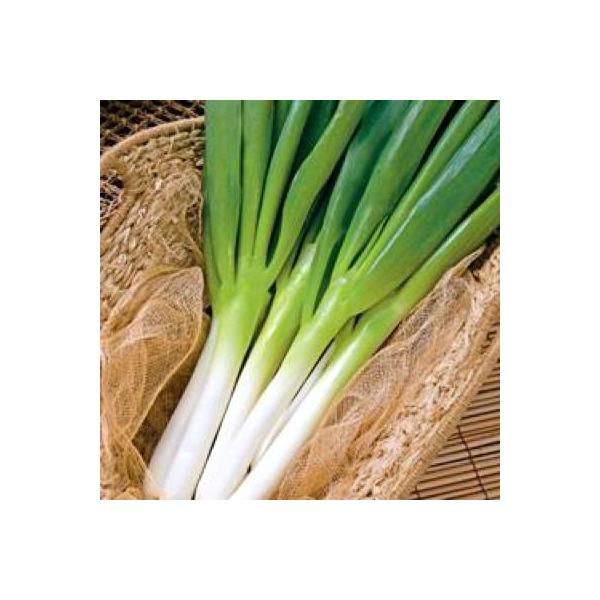 野菜の種 種子 ふゆわらべ 根深ねぎ 5ml メール便発送 タキイ種苗 Buyee Buyee Jasa Perwakilan Pembelian Barang Online Di Jepang