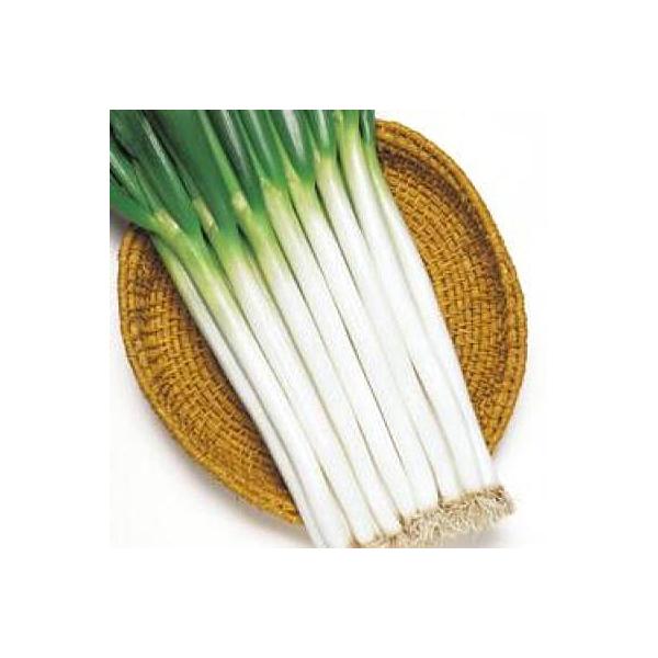 野菜の種 種子 ホワイトスター 根深ねぎ ml メール便発送 タキイ種苗 Buyee 日本代购平台 产品购物网站大全 Buyee一站式代购 Bot Online