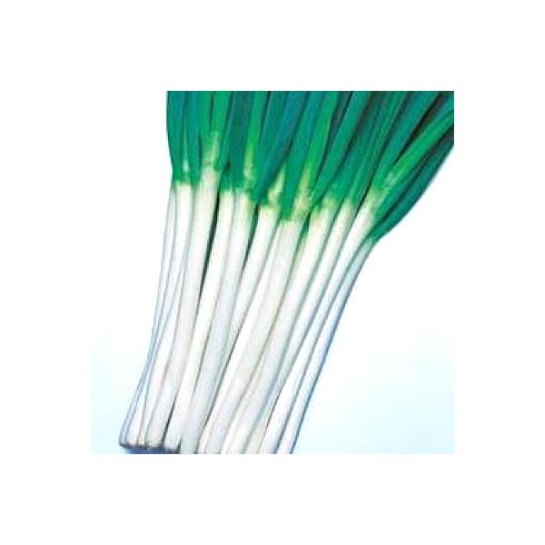 ؂̎/q zCgc[E[˂ 2dlʁi܁j^LCc