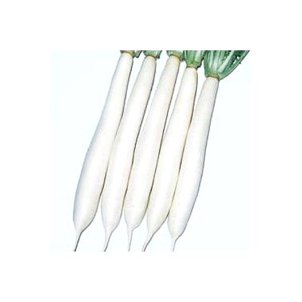野菜の種/種子 干し理想・だいこん ダイコン 18ml(メール便発送)タキイ種苗 :vg03488:ベジタブルガーデン ハラダ 通販 ダイコン 種 たね F1タクアン大根 1袋(5ml) 大根 野菜たね YTC05