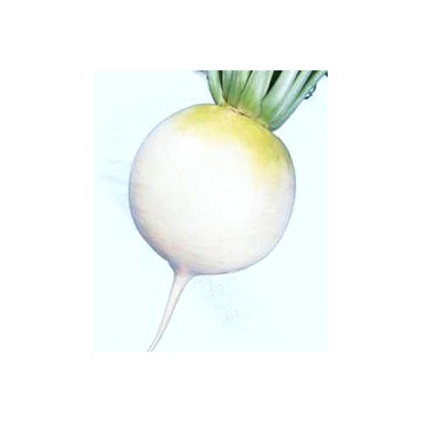 ؂̎/q ~ǂ萹@E _CR 2dli܁j^LCc