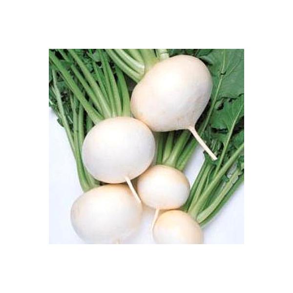 野菜の種/種子 スワン・カブ 20ml（メール便発送）タキイ種苗