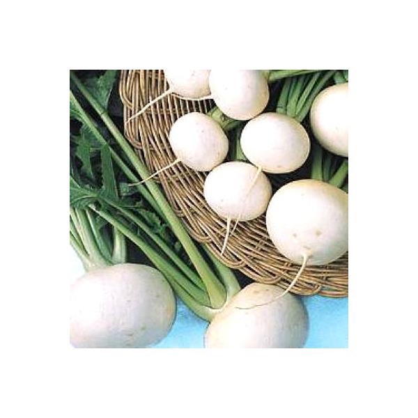 ؂̎/q ϕaЂEJu 20mli[֔j^LCc