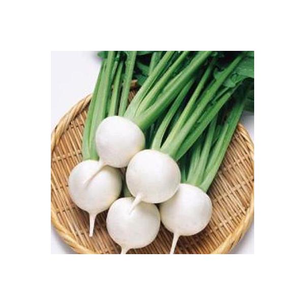 ؂̎/q CR䂫΂ȁEJu 3.5mli[֔j^LCc