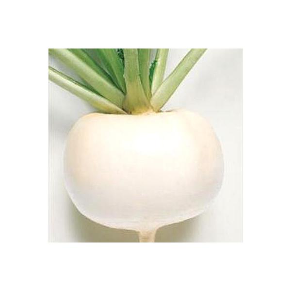 野菜の種/種子 早生大蕪・カブ 3.5ml（メール便発送）タキイ種苗