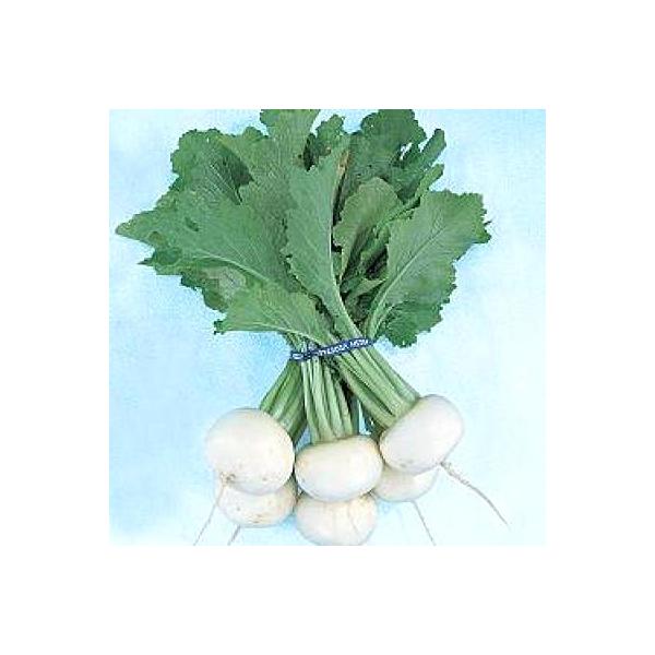 ؂̎/q EJu 1dli[֔j^LCc