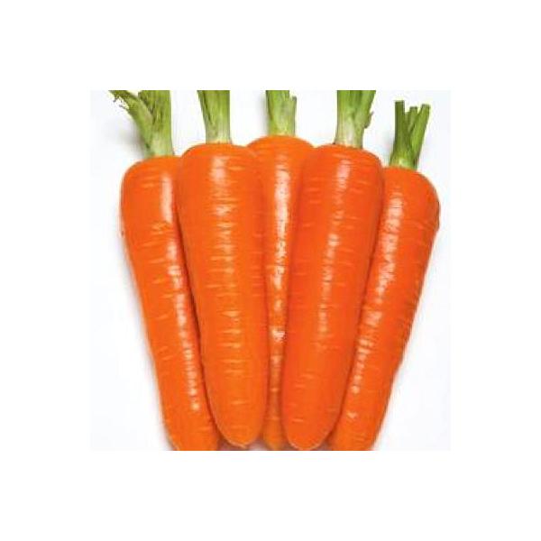 野菜の種 種子 優馬 ニンジン にんじん 人参 1万粒 大袋 タキイ種苗 Buyee Buyee 日本の通販商品 オークションの代理入札 代理購入